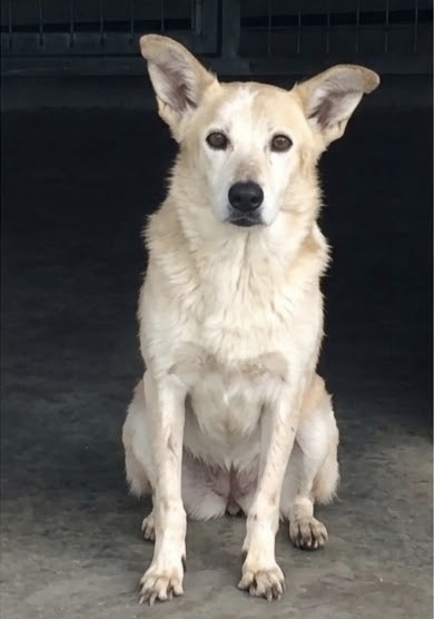 Rosy una nonnina in PRIGIONE senza avere colpe! È ancora in cerca di una casa!