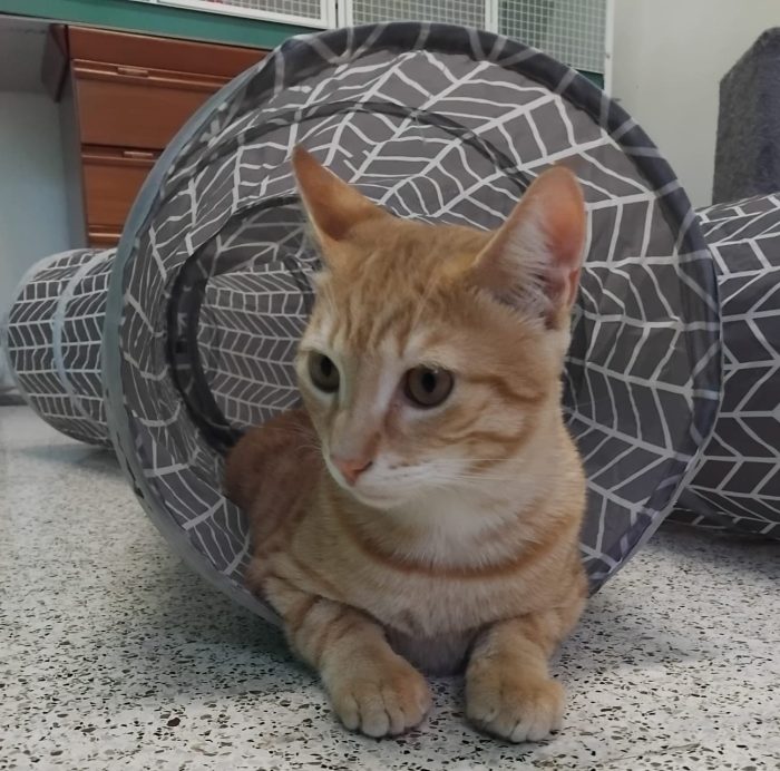 Kimba, il leone