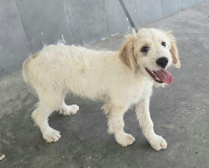 Oliver 4 mesi taglia media contenuta