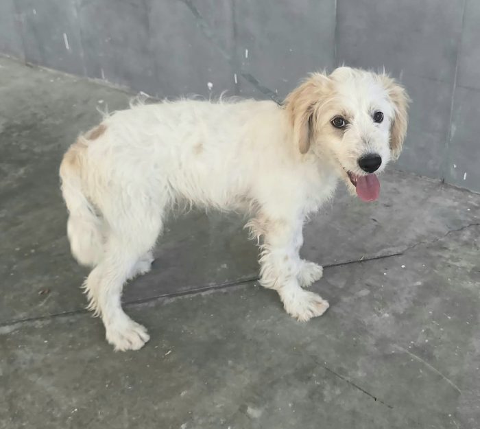 Oliver 4 mesi taglia media contenuta