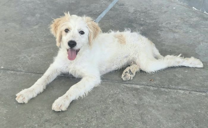Oliver 4 mesi taglia media contenuta