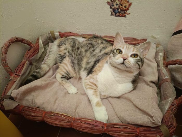 IRIDELLA, dolce micina in adozione!