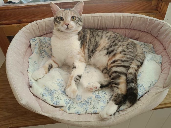 IRIDELLA, dolce micina in adozione!