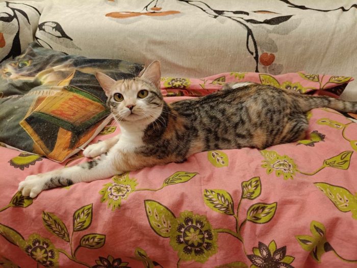 IRIDELLA, dolce micina in adozione! - media 4