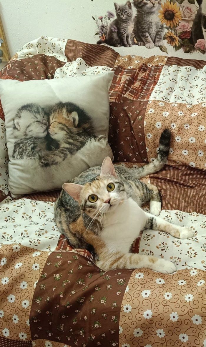 IRIDELLA, dolce micina in adozione!