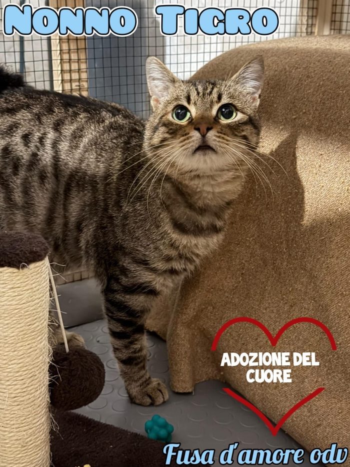 TIGRO, tenero gatto in adozione!