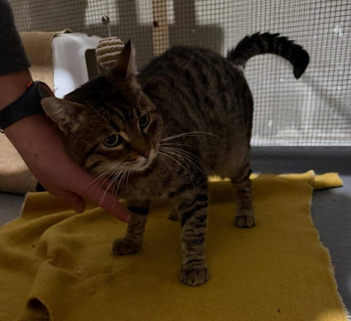 TIGRO, tenero gatto in adozione!