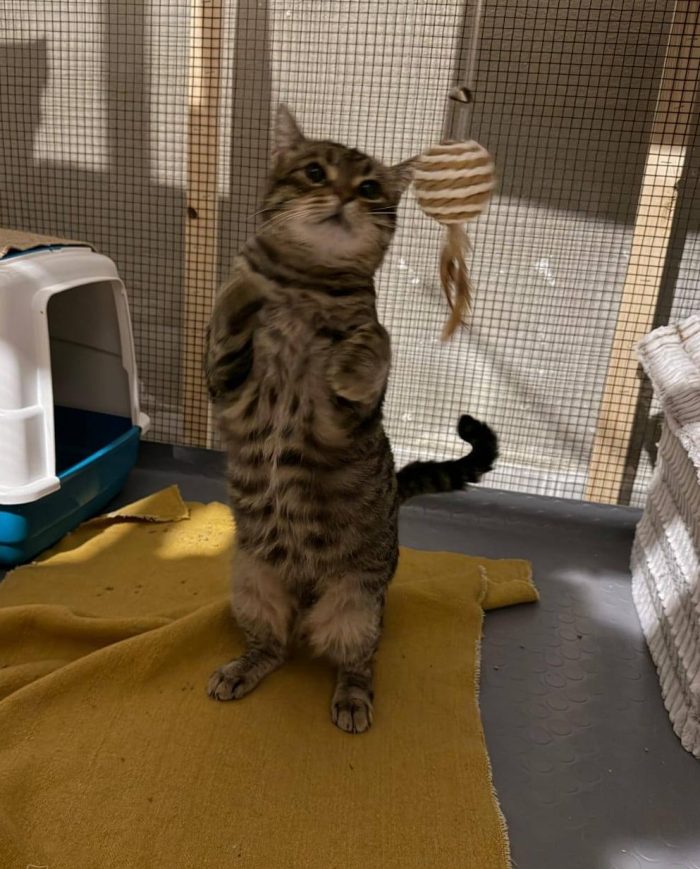 TIGRO, tenero gatto in adozione!