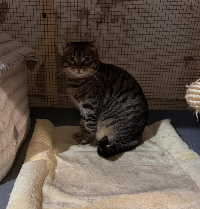 TIGRO, tenero gatto in adozione! - media 4