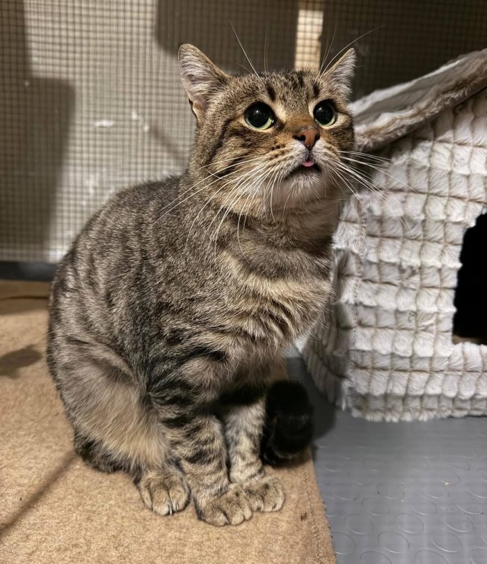 TIGRO, tenero gatto in adozione! - media 6