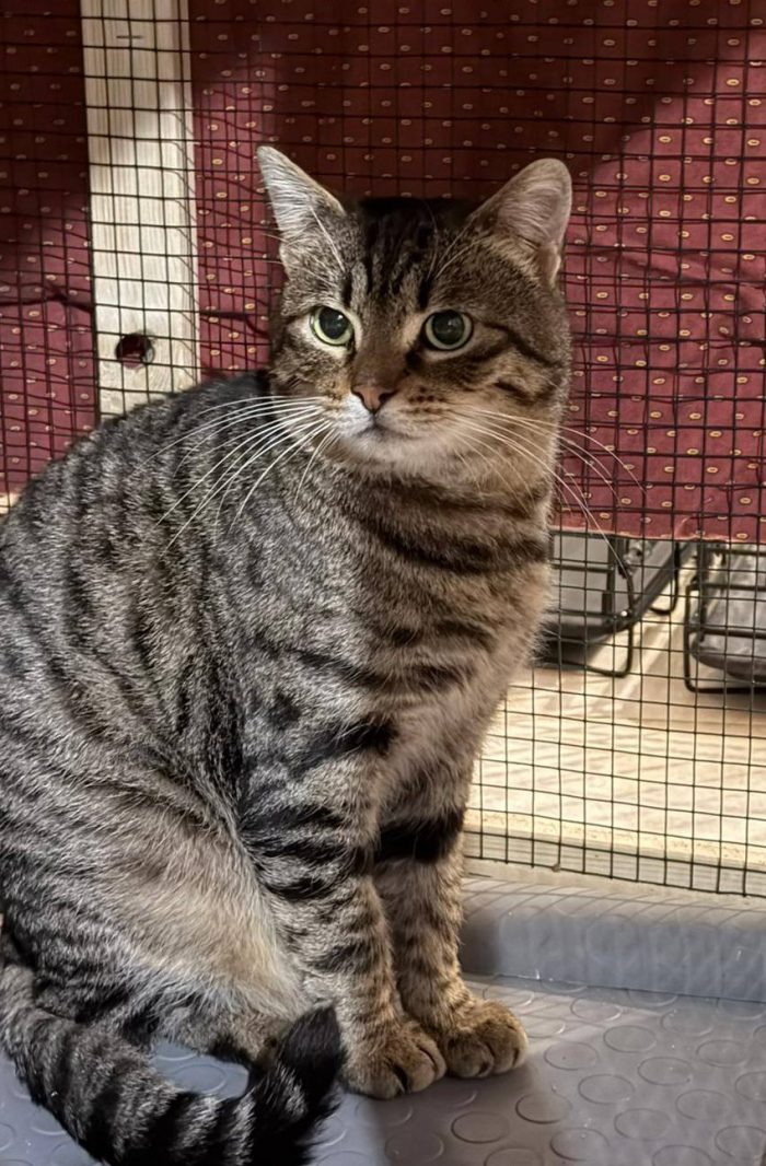 TIGRO, tenero gatto in adozione! - media 5