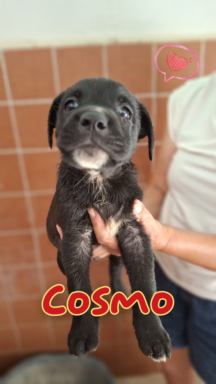 Cosmo cucciolo mix cane corso