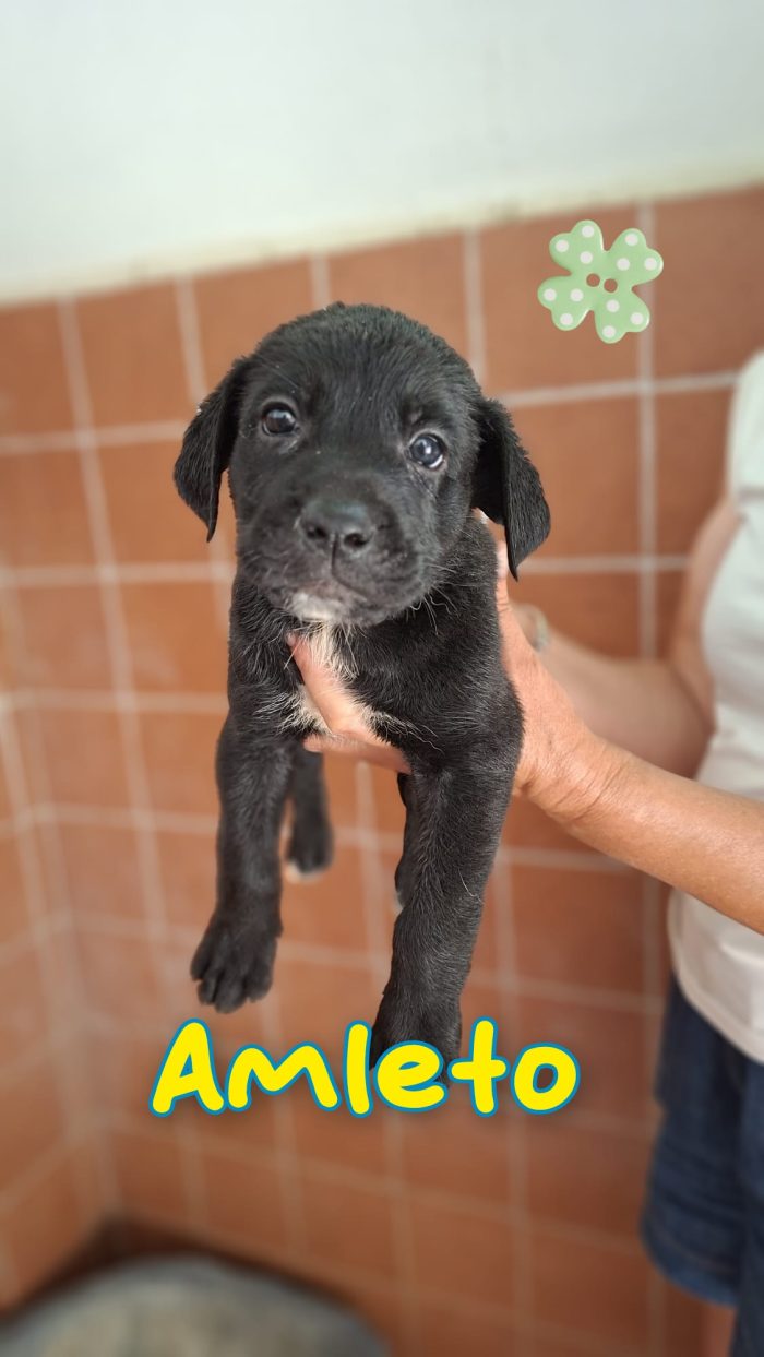 Amleto cucciolo mix cane corso