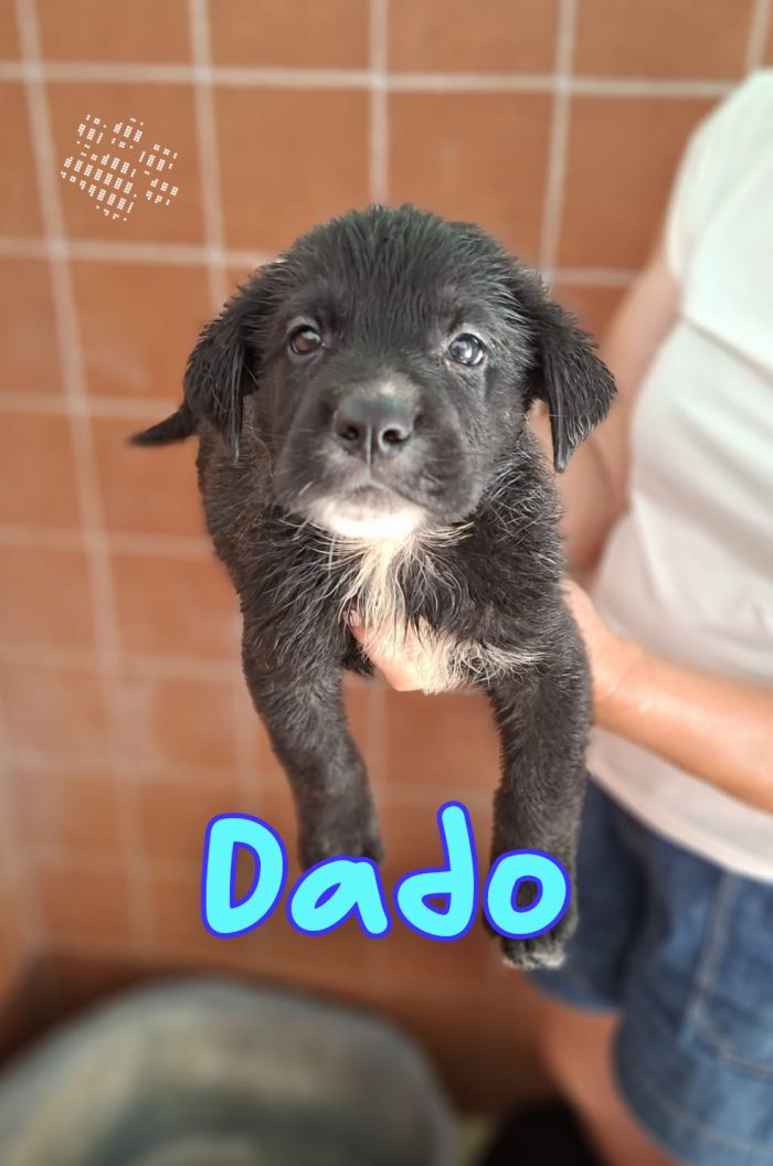Dado cucciolo mix cane corso