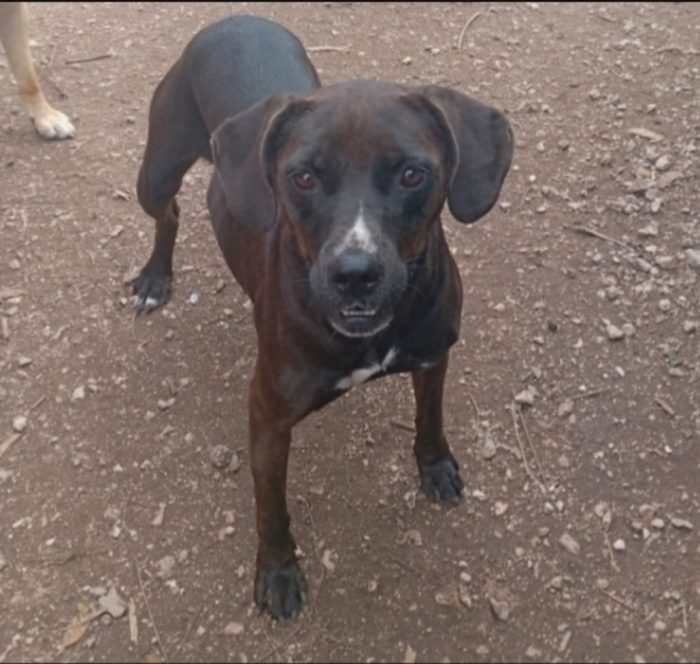 Ciccia simil Labrador marrone 5anni aspetta da sempre casa.NAPOLI - media 4