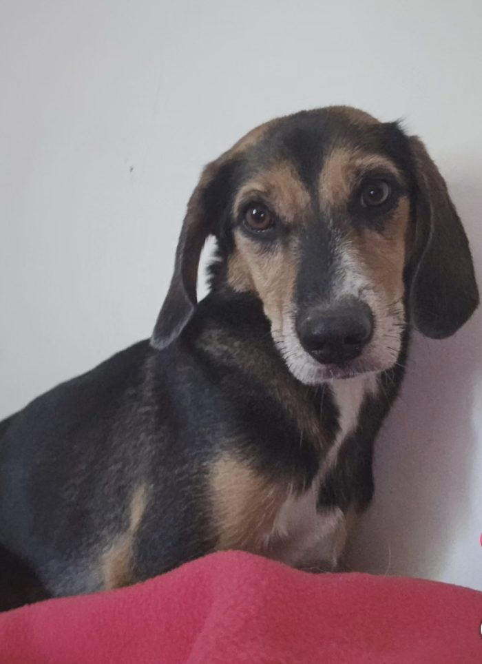Cambiano casa e per 9kg di cane non c'è posto