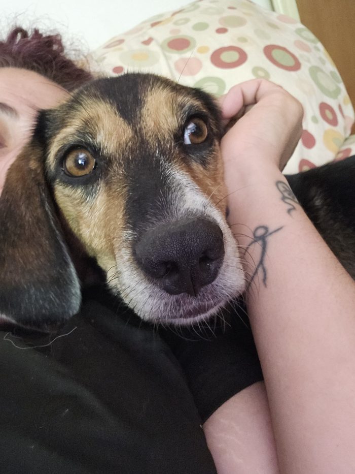 Cambiano casa e per 9kg di cane non c'è posto