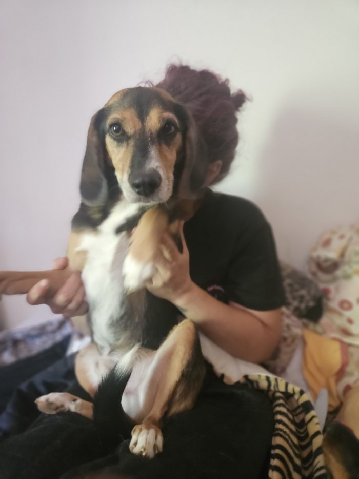 Cambiano casa e per 9kg di cane non c'è posto