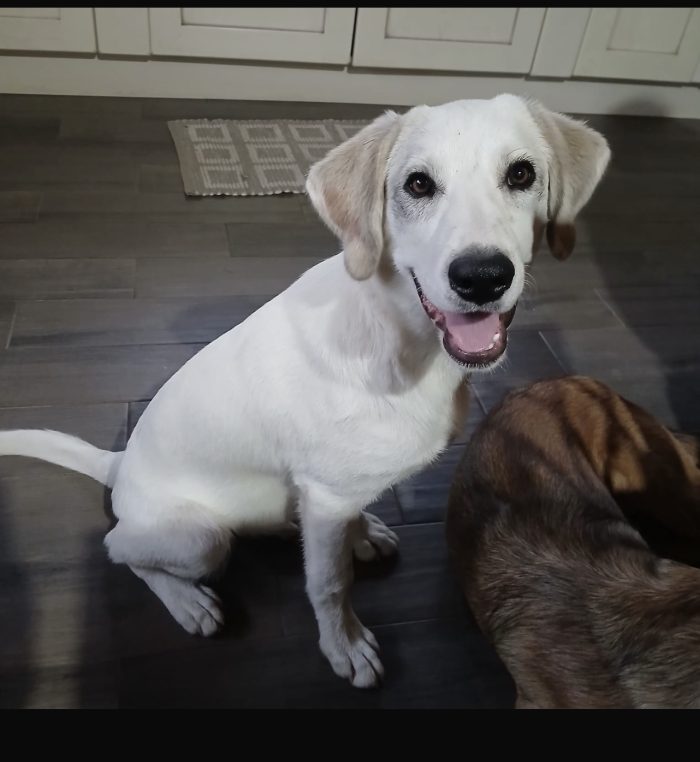 Loki dolcissimo cucciolo simil labrador