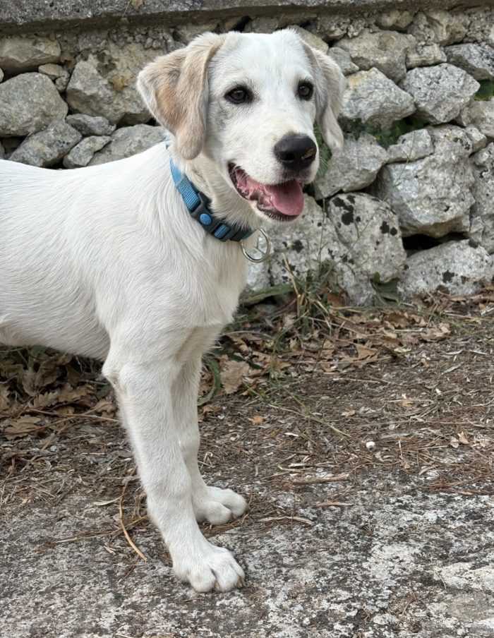 Loki dolcissimo cucciolo simil labrador