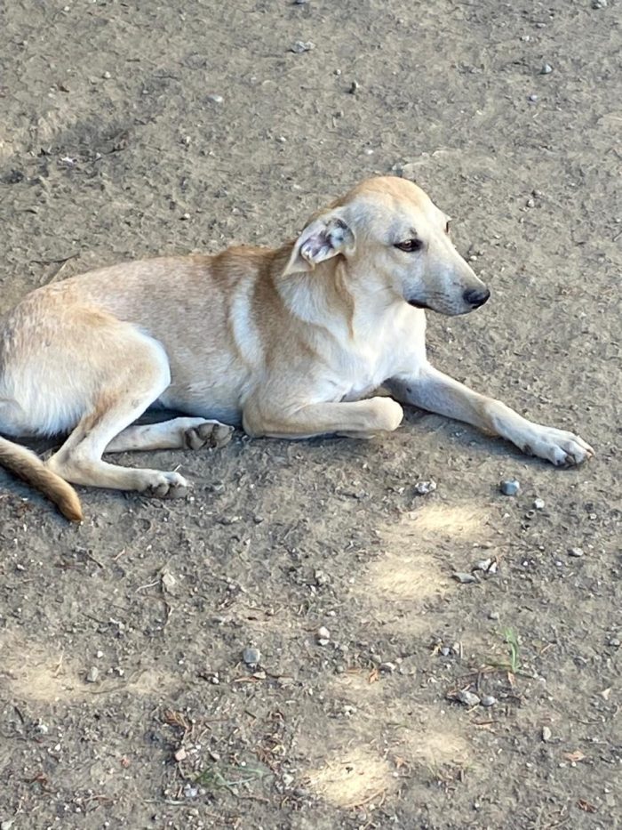 Elegante, pacata, raffinata, dolcissima