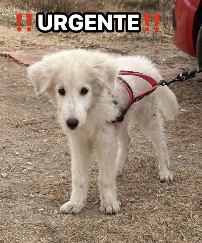 Mary Lou meravigliosa cucciola mix maremmano lupo cecoslovacco