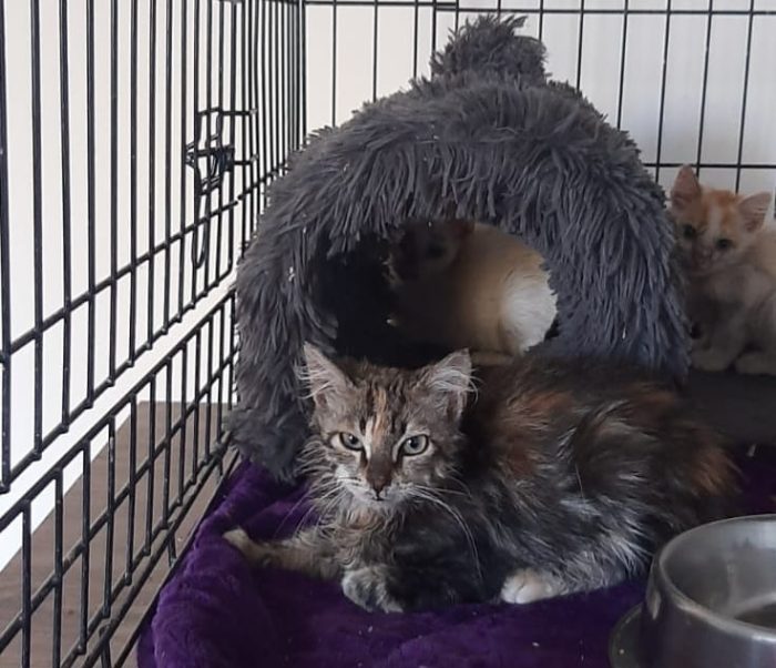 Questi gattini sono stati lasciate morire di fame e di sete cercano casa per info scrivetemi hanno poco più di un mese
