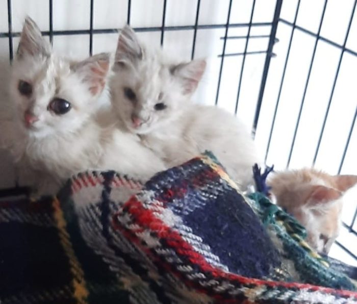 Questi gattini sono stati lasciate morire di fame e di sete cercano casa per info scrivetemi hanno poco più di un mese