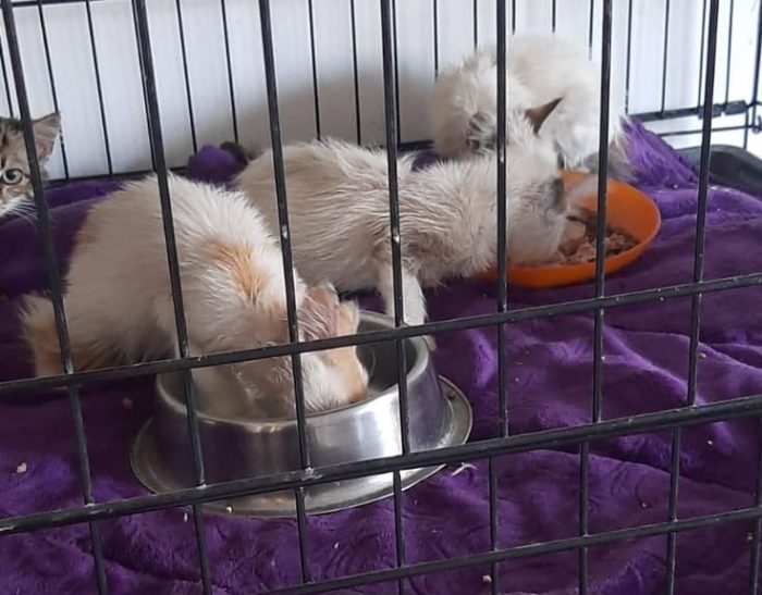 Questi gattini sono stati lasciate morire di fame e di sete cercano casa per info scrivetemi hanno poco più di un mese