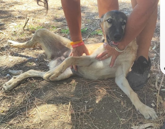 Mix pastorina 7mesi presto sola in recinto a pane e acqua.CAGLIARI URGENTEEEE - media 4
