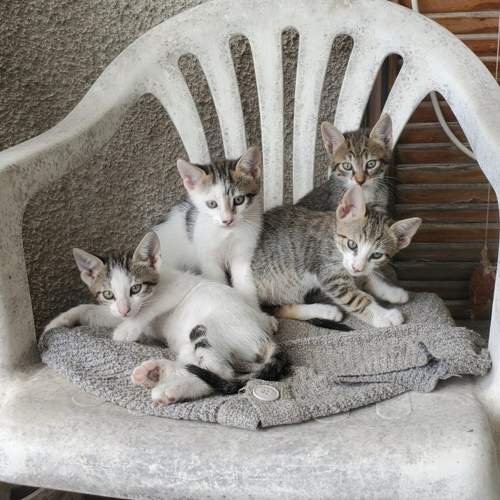 4 Gattini cercano casa