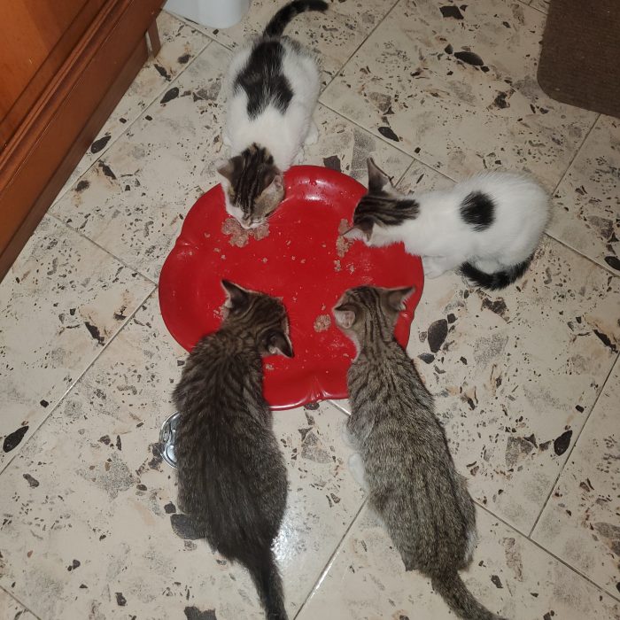 4 Gattini cercano casa