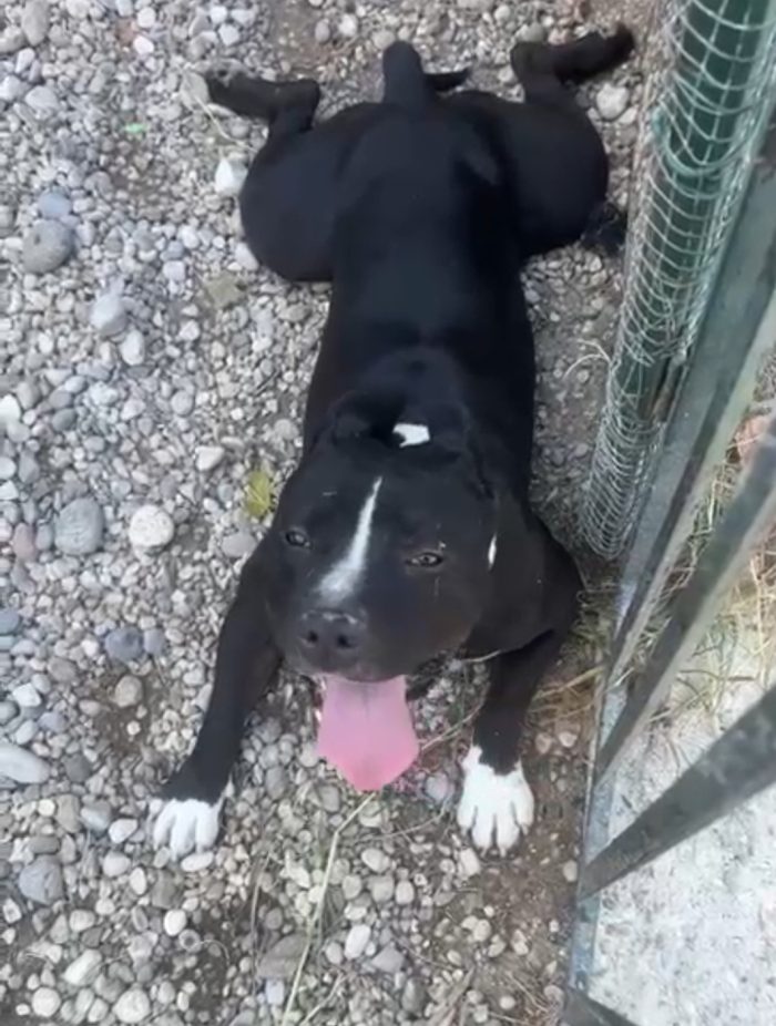 Amstaff/American Bully 3anni SFIGATO SOFFRE TROPPO IN BOX H 24.SOS MIRACOLO! MANTOVA - media 6