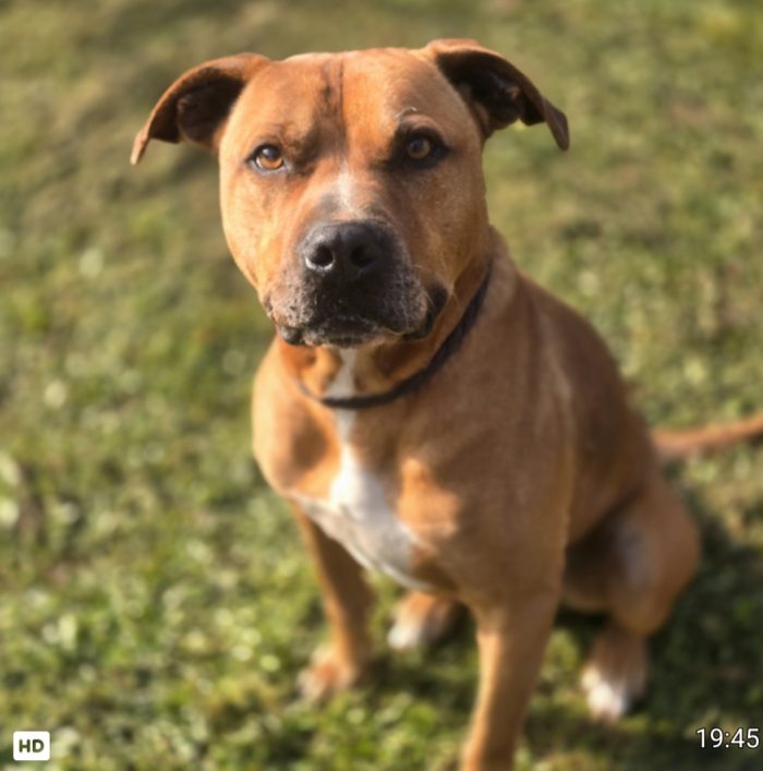 Pitbull adulto molto buono salvato 3anni fa ROMA