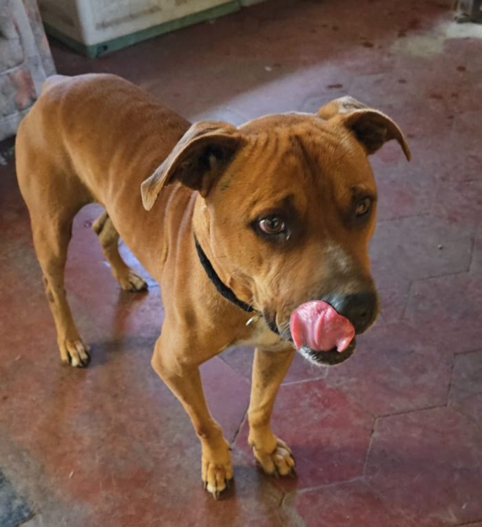 Pitbull adulto molto buono salvato 3anni fa ROMA - media 4