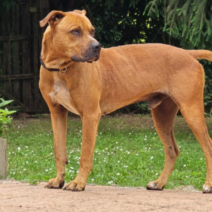Pitbull adulto molto buono salvato 3anni fa ROMA