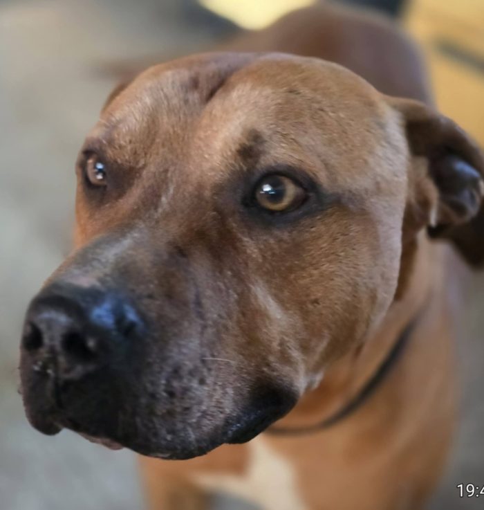 Pitbull adulto molto buono salvato 3anni fa ROMA - media 5