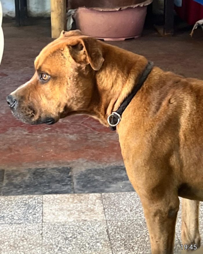 Pitbull adulto molto buono salvato 3anni fa ROMA
