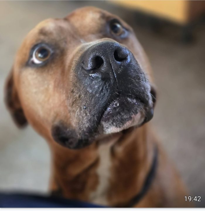 Pitbull adulto molto buono salvato 3anni fa ROMA - media 6