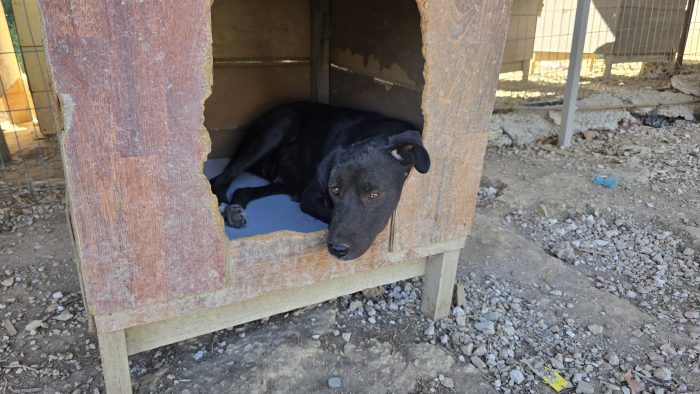 Mamma a cuccioli a rischio di canile