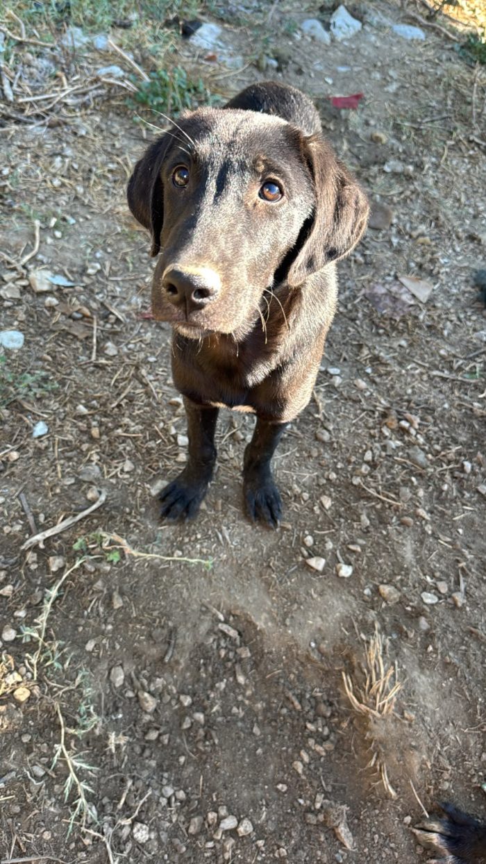Mamma a cuccioli a rischio di canile