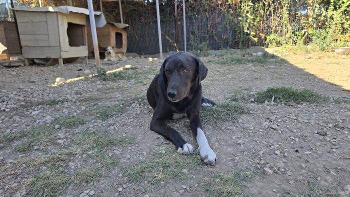 Mamma a cuccioli a rischio di canile