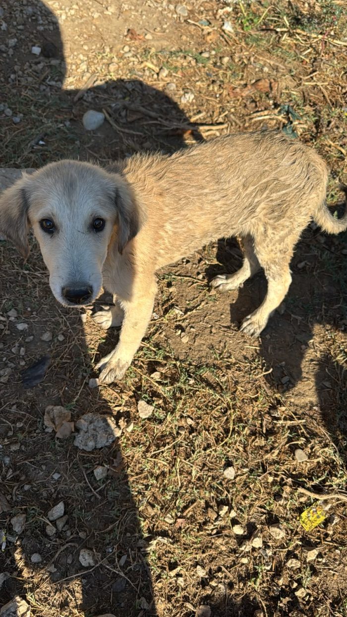 Mamma a cuccioli a rischio di canile - media 5