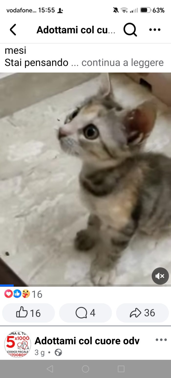 Sandy e sua sorella Sissy cercano casa sono due cucciole stupende di due mesi, come tanti cuccioli sono nate nell'indifferenza aiutiamole a trovare casa.