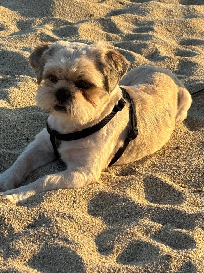 🩵 PICCOLO SHIH TZU PUFFY CERCA LA SUA FAMIGLIA 🏠