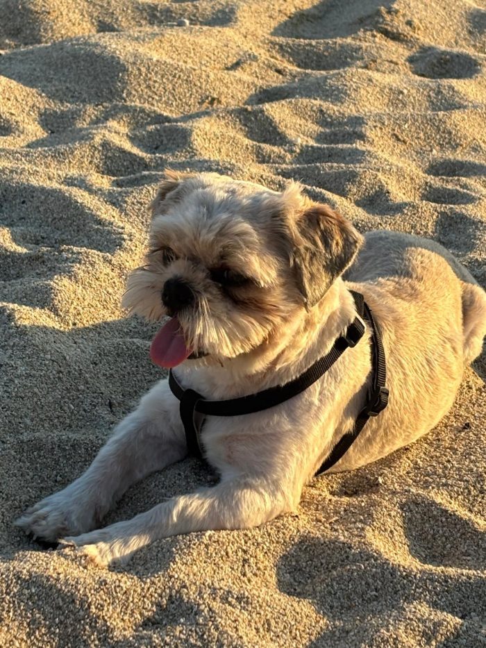 🩵 PICCOLO SHIH TZU PUFFY CERCA LA SUA FAMIGLIA 🏠