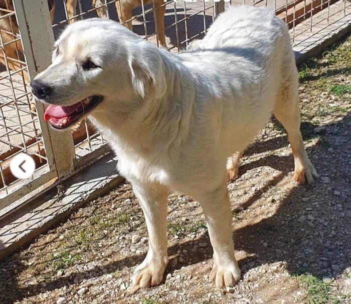 Femmina 12/14mesi splendida da cucciola in canile,possibile? MOLISE - media 4