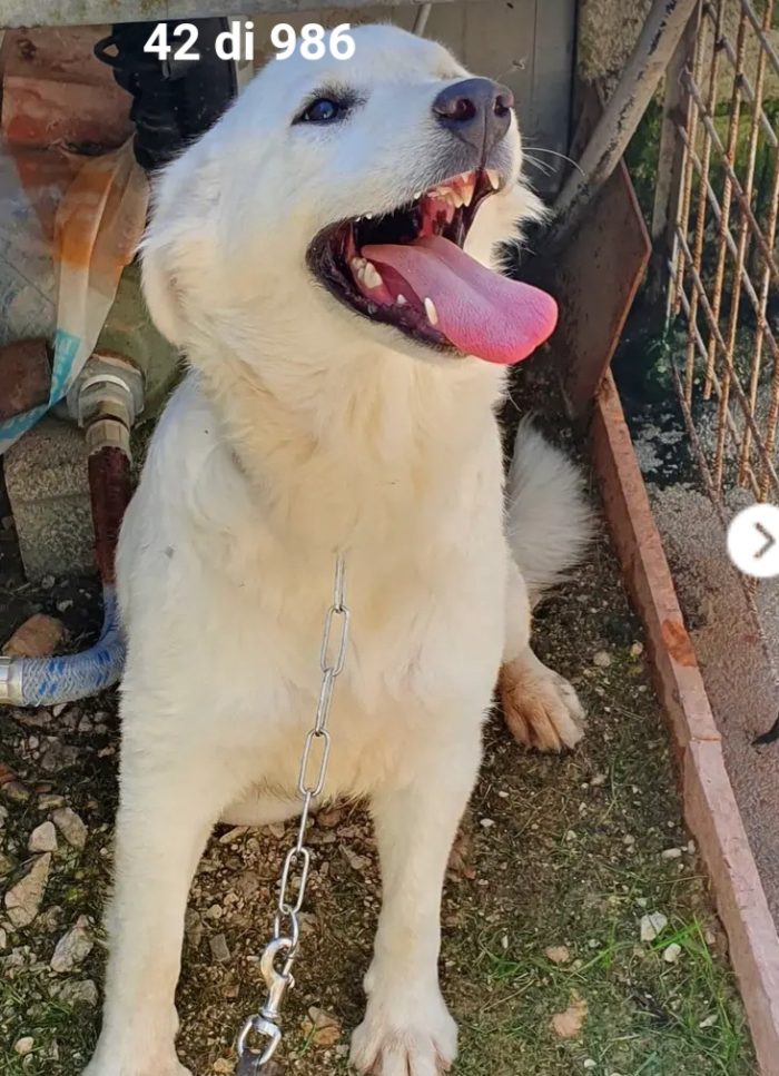 Femmina 12/14mesi splendida da cucciola in canile,possibile? MOLISE - media 5