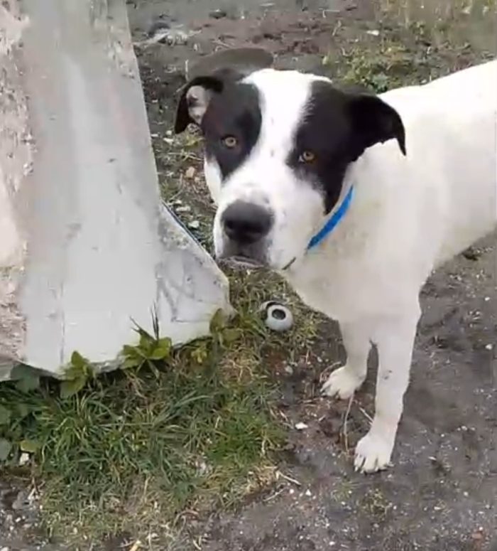 Jack mix molossino 1anno mollato cucciolo in spiaggia..lo han portato in canile..fine libertà!! SOS NAPOLI - media 6