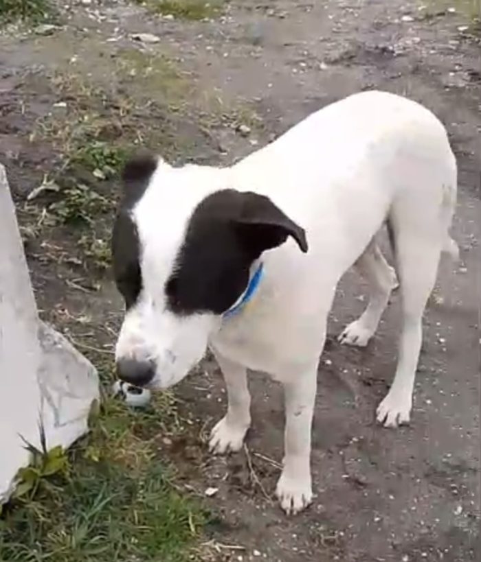 Jack mix molossino 1anno mollato cucciolo in spiaggia..lo han portato in canile..fine libertà!! SOS NAPOLI - media 7